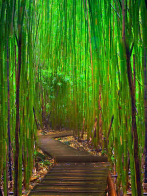 蜿蜒的木棧道穿過高大的綠色竹林，陽光透過。