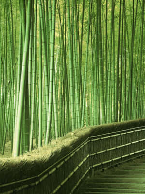 彎曲的木棧道穿過茂密的竹林，竹莖高聳翠綠。
