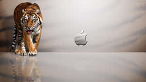 老虎在反光表面上的Apple標誌旁走向觀眾。