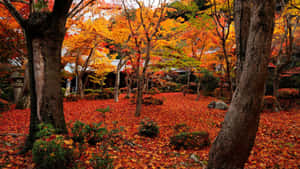 秋天的花園，紅色的楓葉覆蓋地面和生機勃勃的樹木。