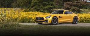 陽光明媚的日子裡，黃色 Mercedes-AMG GT R 停泊在黃色花田旁。
