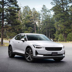 白色Polestar 2電動車在陽光明媚的日子停在松樹附近。 — 汽車 壁紙