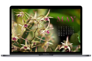 MacBook Pro 顯示帶有蘭花桌布的五月日曆。