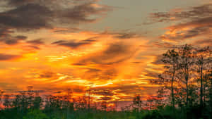 黃昏時分，鮮豔的橙色和紅色夕陽天空，襯托著樹木的剪影。