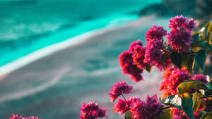 粉紅色九重葛花朵在碧綠海洋和沙灘前。