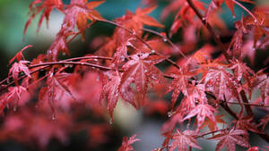 雨後紅楓葉上的水滴