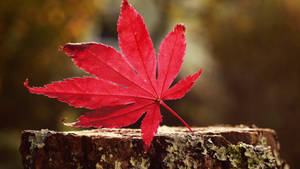 秋天，一片鮮紅的楓葉落在長滿地衣的樹樁上。