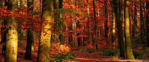 陽光照耀的森林，紅楓葉和金黃色樹幹，秋景。