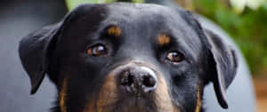 羅威納犬臉部特寫，擁有充滿靈魂的眼睛和棕褐色斑紋。