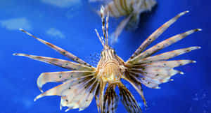 獅子魚喺藍色海水入面游水，魚鰭飄逸。 — 天空景觀 壁紙