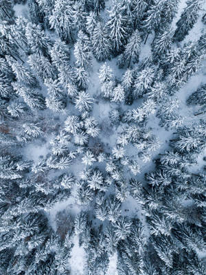 從上方看到的冬季森林中積雪的松樹。
