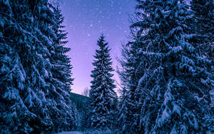 在星光閃爍的紫色夜空下，白雪覆蓋的松樹。