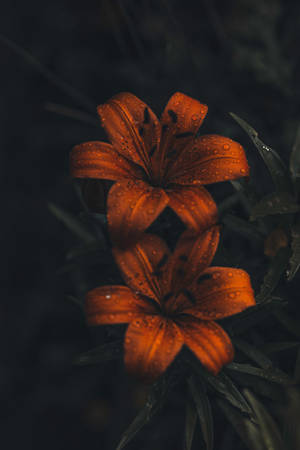 在黑暗的花園環境中，兩朵橙色百合花的花瓣上有水滴