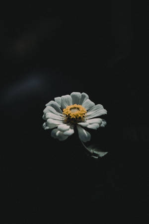 黑色背景上，一朵黃色花心的白色花朵。
