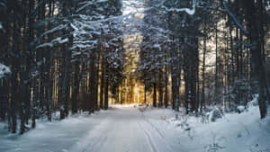 雪覆蓋的森林小徑，夕陽陽光透過樹木灑落。