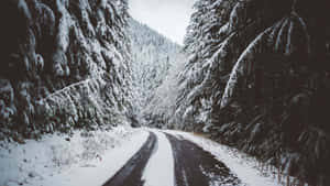 積雪的道路蜿蜒穿過茂密的冬季森林，兩旁是常青樹。