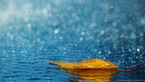 金色秋葉漂浮在雨滴點綴的藍色水面上，背景閃爍著散景效果。