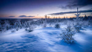 暮色中的雪林，天空呈紫色和橙色