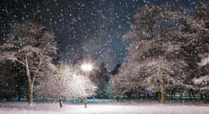 冬夜公園中街燈照亮積雪的樹木。
