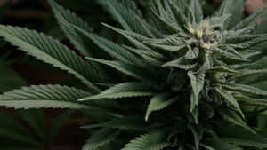 特寫鏡頭：成熟的的大麻植物，葉片細節清晰，花蕾覆蓋樹脂。