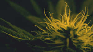 柔焦下，深綠色葉片的大麻花蕾上的金色毛狀體。