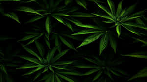 黑色背景下發光的綠色大麻葉特寫。