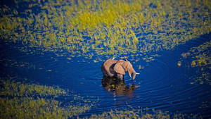 大象站在藍色水中，周圍有綠色植物。