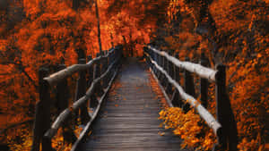 穿過充滿活力的橙色秋林的木製步道