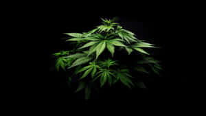 一棵大麻植物，帶有鋸齒狀綠色葉子，背景為黑色。