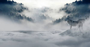 兩隻狼在雲海之上的白雪覆蓋的山峰上。