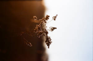 乾花在金色陽光和藍天下形成剪影。