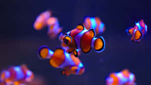 小丑魚在深藍色水族箱中游動，邊緣發光。