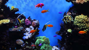 色彩繽紛的熱帶魚在清澈的藍色海水中，於珊瑚礁之間游動。