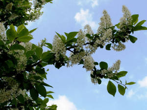 Big Leaf White Cherry Blossom