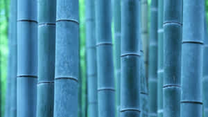 森林中高大的竹莖，背景柔和綠色。