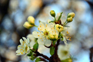 White Cherry Blossom Branch