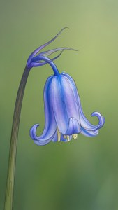 一朵藍鈴花從莖上垂掛在綠色背景上。 — iPhone 5 壁紙