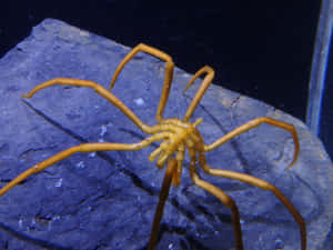 水族箱內藍色岩石上嘅橙色蜘蛛蟹 — 蜘蛛 壁紙