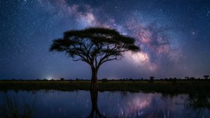 金合歡樹的剪影倒映在水中，背景是銀河璀璨的星空夜空。