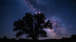 在星空夜空下，樹影與可見的銀河系。