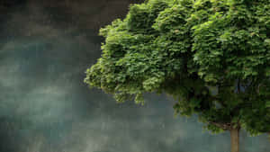 一棵孤獨的樹，綠葉在暴雨中。 — 雨 壁紙