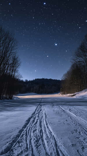 星空下，光禿禿的樹木之間的雪路和輪胎痕跡