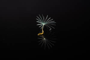 發光的蒲公英種子頭在黑色表面上反射