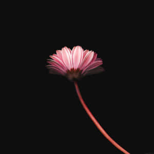 一朵粉紅色雛菊，帶有長莖，在黑色背景下。 — 唯美花朵動圖 壁紙