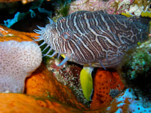 條紋蛙魚偽裝在珊瑚和海綿之間的水下 — 4:3 壁紙