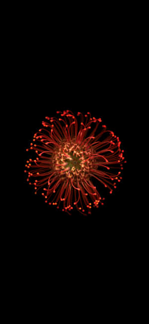 一朵紅花，細絲在黑色背景下發光。 — RedMagic 壁紙