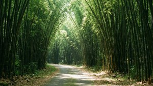 一條寧靜的小路蜿蜒穿過高大的竹林，陽光斑駁。