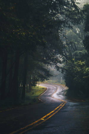 蜿蜒的森林道路，霧氣和斑駁的光線穿過樹木。