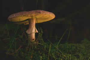 夜間在長滿苔蘚的森林地面上生長的發光蘑菇。