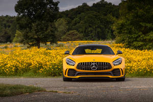 黃色Mercedes-AMG GT停泊喺碎石路上，旁邊係黃色花田。